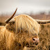 Mini Highland Cow Size and Weight
